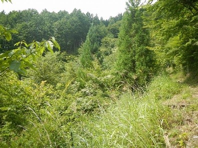 現在の森林の写真1