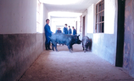 北京市の北郊農場の北京黒豚の写真