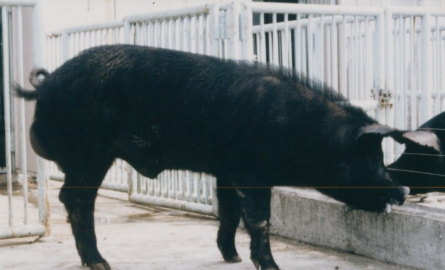北京黒豚 (オス)の写真