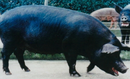 北京黒豚 (メス)の写真