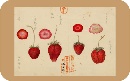 昭和3年に品種登録されたイチゴ品種
