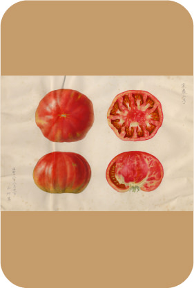 昭和16年に品種登録されたトマト品種