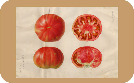 昭和16年に品種登録されたトマト品種