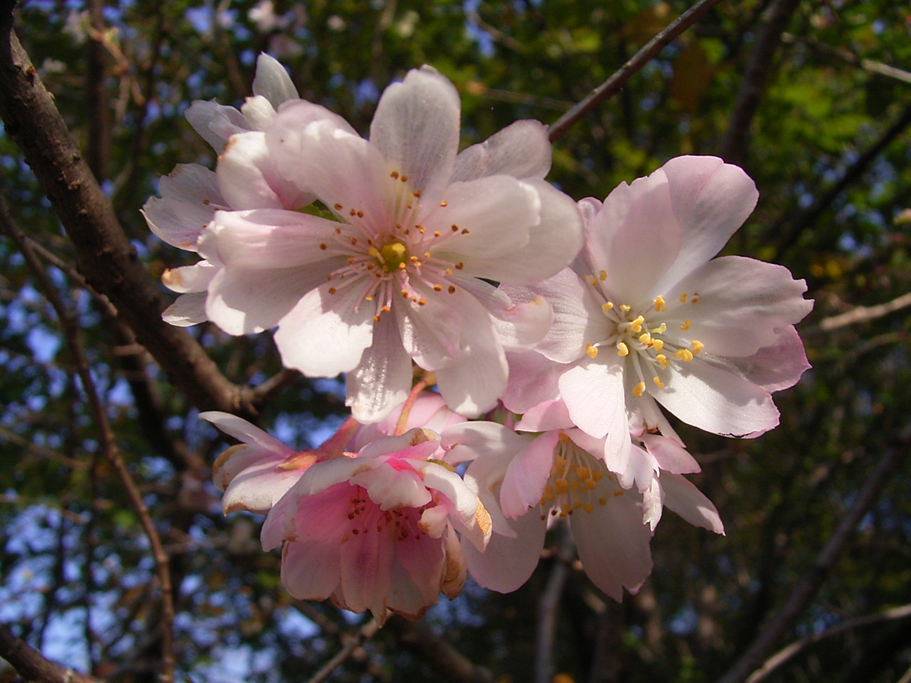 ジュウガツザクラ（十月桜）の写真