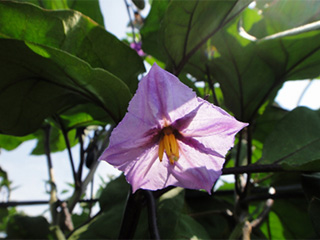 ナスの花の写真
