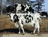 畜産技術科の写真4