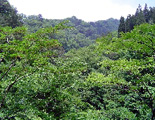 緑化森林科の写真1