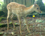 ニホンジカの写真2