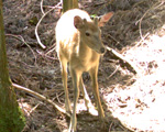 ニホンジカの写真3