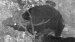 ニホンジカの写真