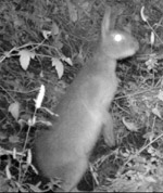 ニホンノウサギの写真