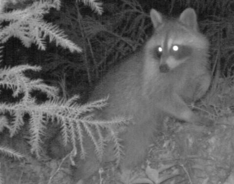 アライグマの写真