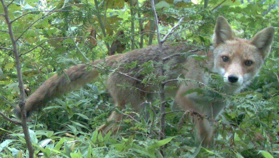 キツネの写真