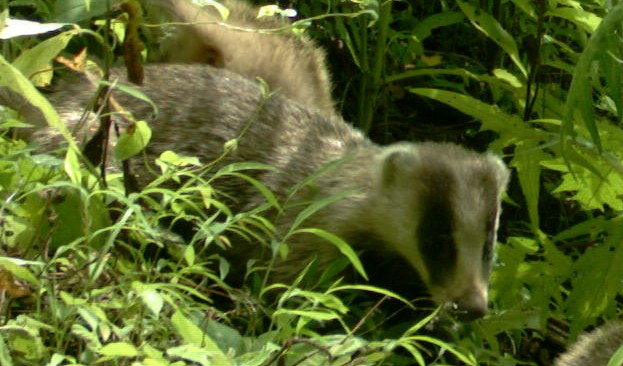 アナグマの写真