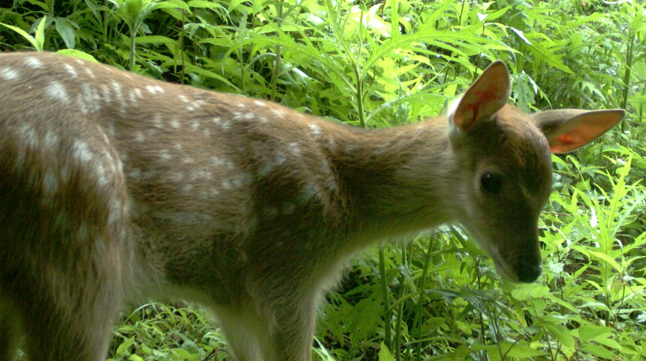 ニホンジカの写真