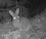 ニホンノウサギの写真