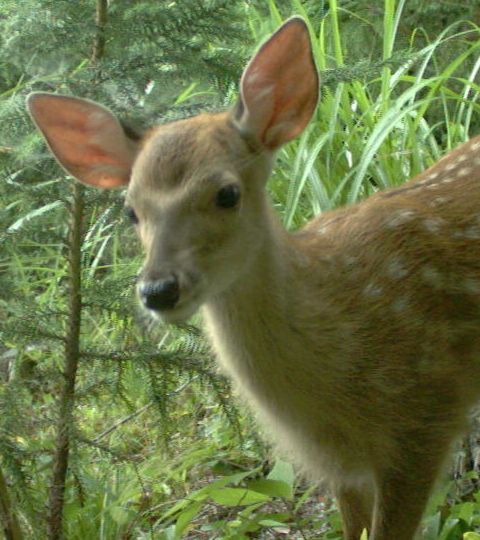 2013年7月撮影：ニホンジカ