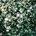 フクトコブシ種苗の稚貝飼育の写真