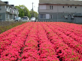 苗木栽培ほ場（青梅市）の写真（サツキが開花中）