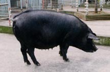 北京黒豚の写真