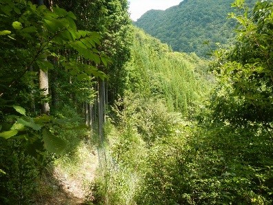現在の森林の写真2