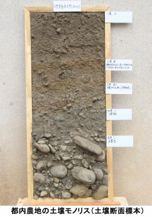 都内農地の土壌モノリス（土嚢断面標本）