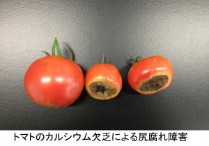 トマトのカルシウム欠乏による尻腐れ障害