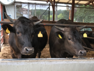 牛舎にいる肉用肥育牛