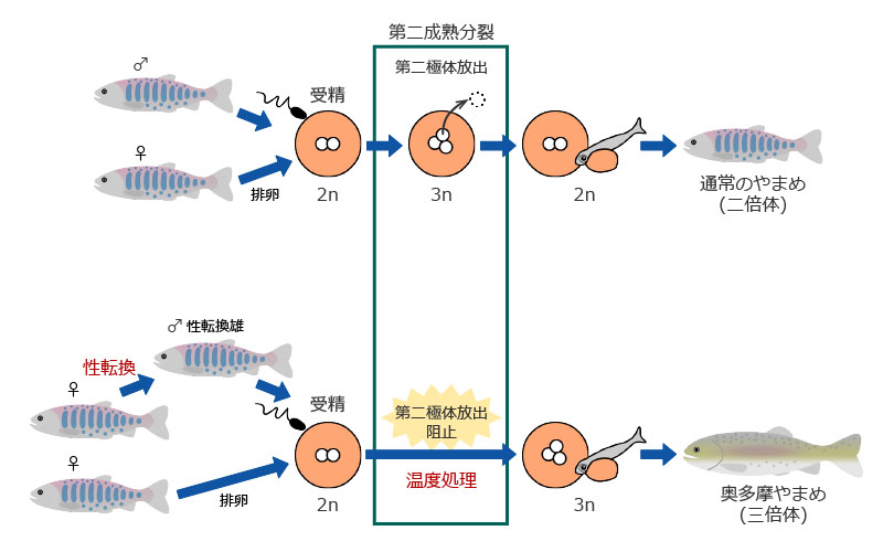 奥多摩やまめの作出方法の図解