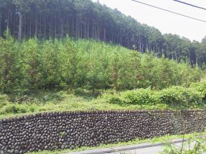 花粉の少ないスギに植え替えられた山林