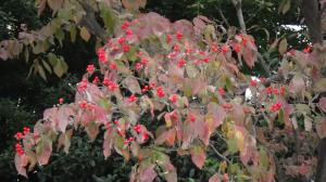 紅葉が始まり、赤い実をつけたハナミズキの写真です