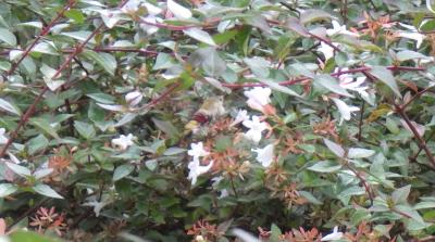 アベリアの花にとまったスズメガの写真
