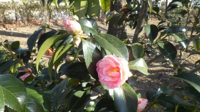 淡くかわいいピンク色のツバキの花の写真です。