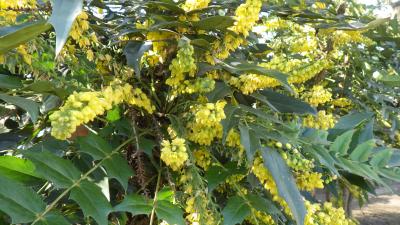 冬に咲く黄色いヒイラギナンテンの花の写真です。