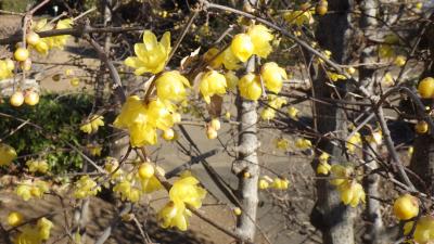 黄色い花がたくさん咲いているソシンロウバイの写真です。