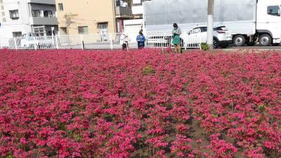 生育状況調査のようす、ピンクの花が満開のクルメツツジの畑。