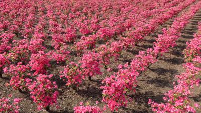 ピンクの花が満開のクルメツツジの畑のアップ