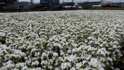 白い花が満開のヒラドツツジの畑。