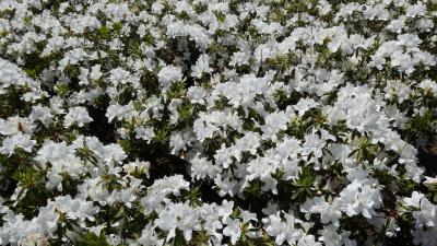 白い花が満開のヒラドツツジの畑のアップ