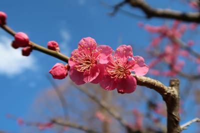 圃場の様子8