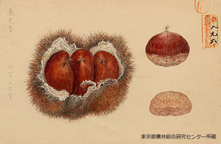 長光寺（チョウコウジ）の細密画