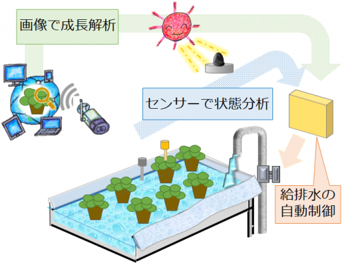 作業労働力軽減を目指した鉢花等の高度底面給水システムの開発のイメージ図