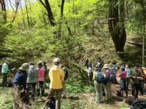 山野草の解説