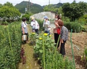 ほ場での巡回写真