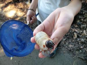 カブトムシの幼虫