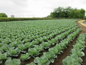 写真1　3月下旬定植したキャベツほ場