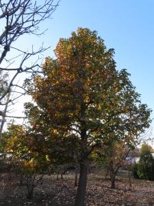 モミジバフウ ‘ロタンディロバ’　紅葉