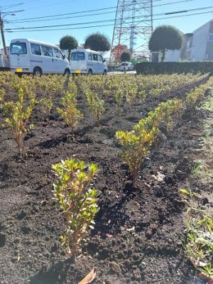 10月植付オオムラサキツツジ稚苗