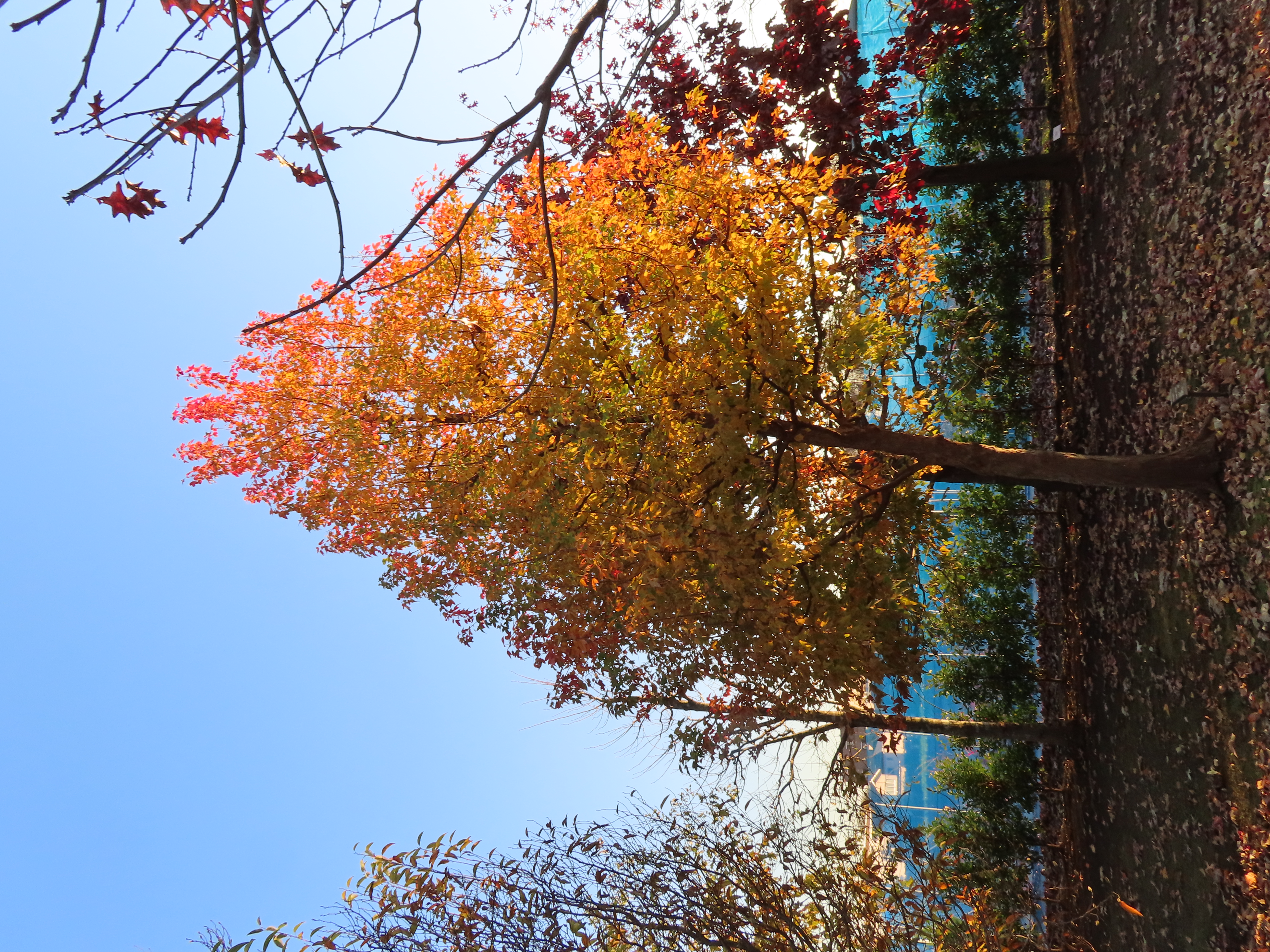 トウカエデ ‘花散里’　秋の写真