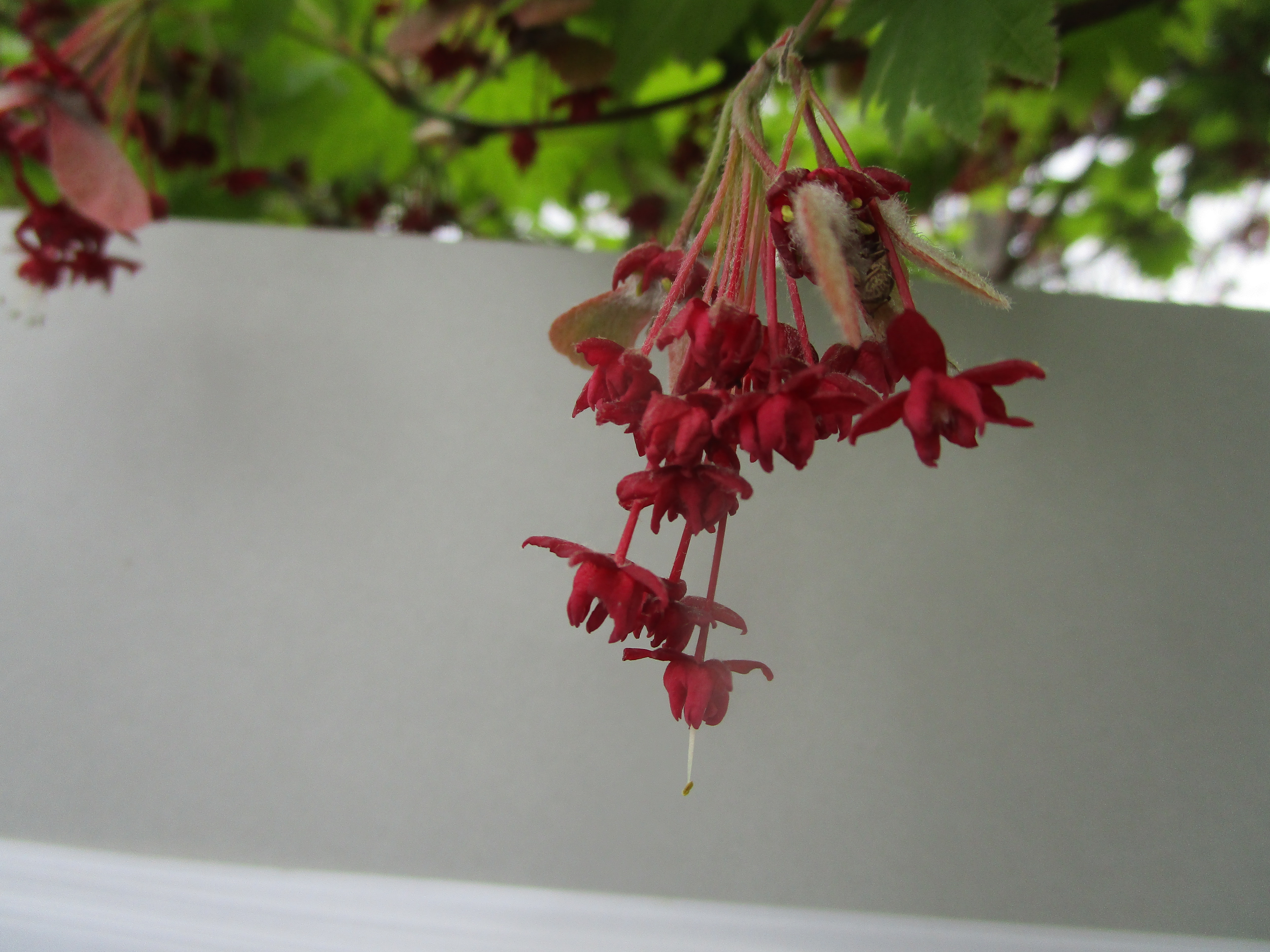 ハウチワカエデ　花の写真